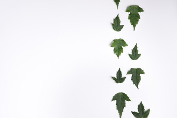 Composition of textured green leaves laid out in a vertical line to the right in a minimalistic flat lay. Holiday concept in a summer style. Top view with copy space.