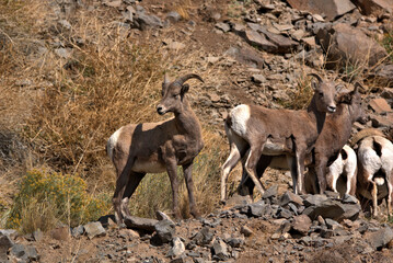 Big Horn Sheep in the San Juan Mountains in southern Colorado