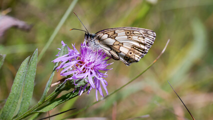 Fleur, lotus, nénuphar, papillon sur Genève... le florilège de la nature dans la campagne Genevoise 
