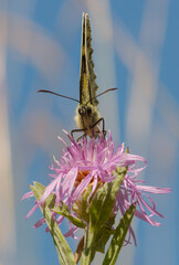 Fleur, lotus, nénuphar, papillon sur Genève... le florilège de la nature dans la campagne Genevoise 