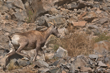 Big Horn Sheep in the San Juan Mountains in southern Colorado