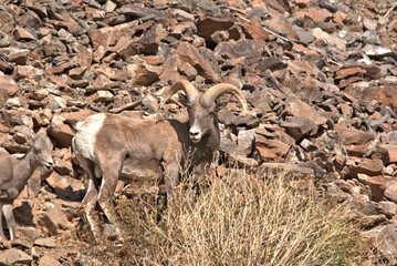 Big Horn Sheep in the San Juan Mountains in southern Colorado