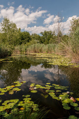 Fleur, lotus, n&eacute;nuphar, papillon sur Gen&egrave;ve... le floril&egrave;ge de la nature dans la campagne Genevoise 