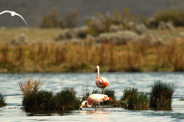Wildlife landscape at El Calafate, Patagonia, Argentina