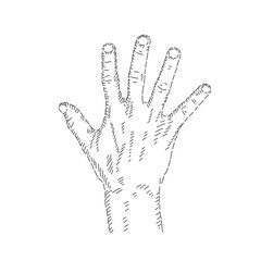 Boceto de mano abierta saludando. Dibujo artistico.