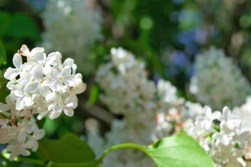 A branch of white lilac on a blurred background.
