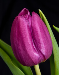 tulip on black background