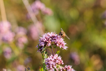 A hoverfly sits on the flowers of a wild oregano plant