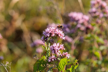 A hoverfly sits on the flowers of a wild oregano plant