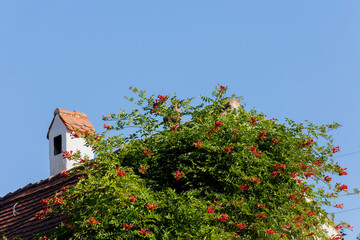 A red garden oriole climbs over a house roof on a facade with a stone rooster as decoration - obrazy, fototapety, plakaty