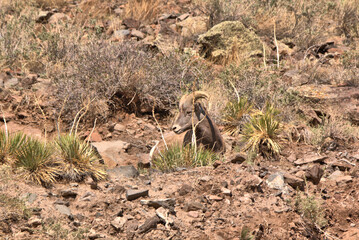 Close up of Big Horn sheep in the San Juan Mountains in southern Colorado