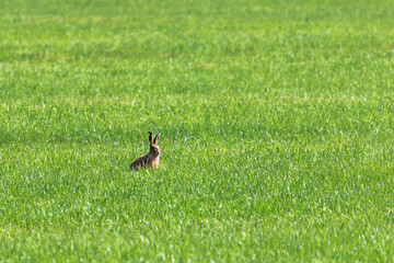 A brown hare ducks in a green meadow and eats meadow herbs
