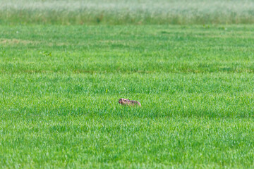 A brown hare ducks in a green meadow and eats meadow herbs