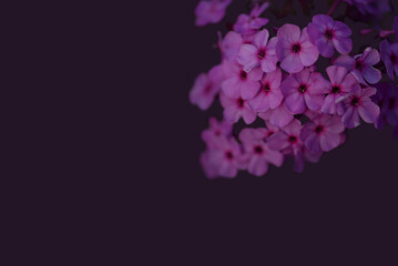 hydrangea for cards background white flowers small white flowers square	
