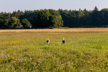 Two white storks forage in a flowering meadow at the edge of the forest