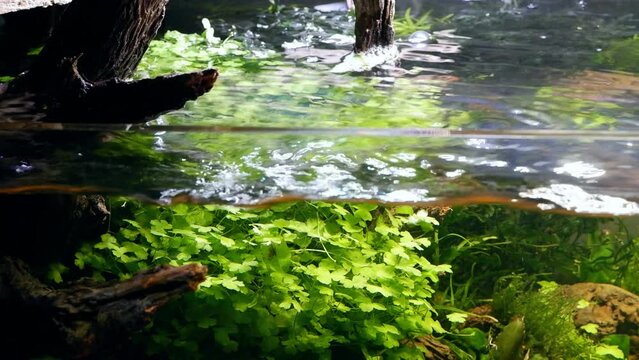 split view of aquascape design with healthy plants and moss, fast water flow from external filter, waves on surface, demanding ryoboku Amano style nature freshwater aquarium for experienced aquarist