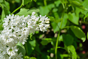 A branch of white lilac on a blurred background. Summer background