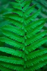 green fern leaf, macro photography, banner, fern flower, symmetry nature, botany