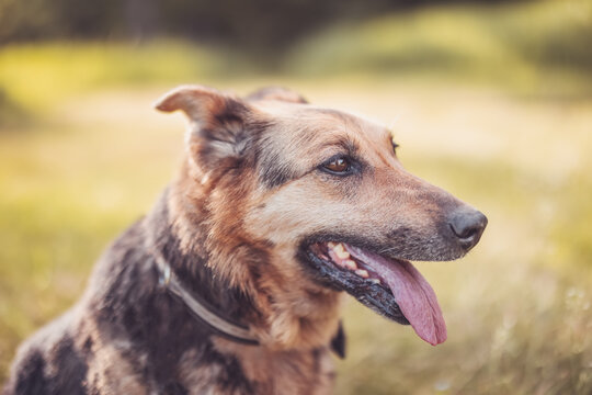 Portrait of mixed breed dog outdoors