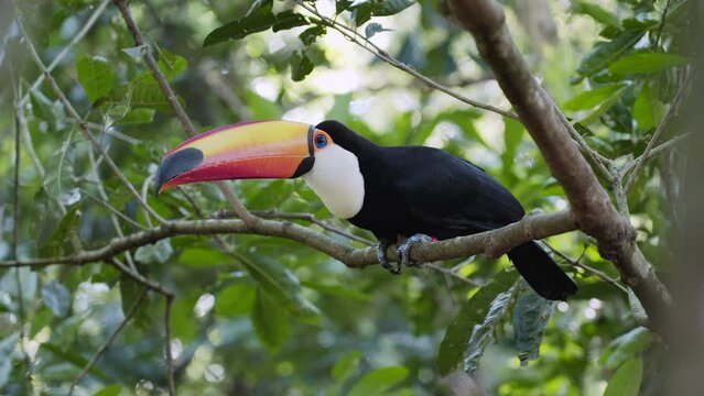 Exotic toco toucan bird in natural setting near Iguazu Falls, Brazil.