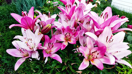 Lily bush with large pink and white flowers, with dew drops and green leaves
