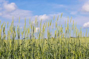 Green unripe ears of wheat in agriculture field against the blue sky. Grain harvest for export