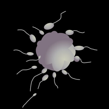 sperm cell vector illustration