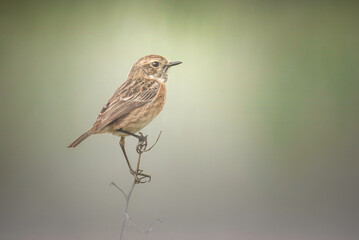 Fototapeta premium sparrow on a branch