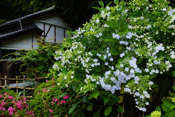 アジサイ