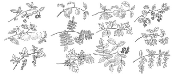 vector drawing branches of different trees with fruits, berries and leaves, hand drawn illustration