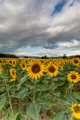 Obraz premium Entre Genève et l'Italie, fleurs, lac, rivière, papillons et pour finir sur Londres