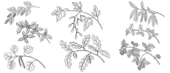 vector drawing branches of different forest trees with seeds, berries and leaves, hand drawn illustration