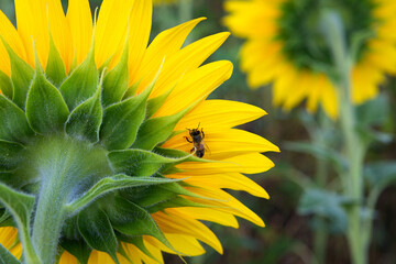 Bright yellow sunflower with a bee on the back