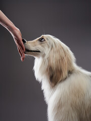 Fototapeta premium funny dog on a grey background. Fawn Afghan Hound in studio