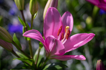 Fototapeta premium Blooming tender Lily flowergrows in a flower bed.