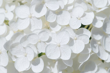 Fototapeta na wymiar White Hydrangea flowers close-up.