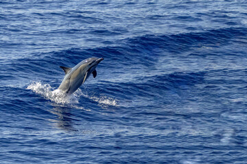 common dolphin rare in ligurian sea mediterranean