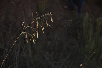 Gerona, Catalunya, Spain: 11.22.2022; The  gold ear of grain