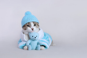 Cat in a blue hat and a blue sweater lies with a teddy bear and looks at the camera. Portrait of a Kitten. Cat with big eyes. Kitten on a white background. Place for text. Winter 2023. Merry Christmas