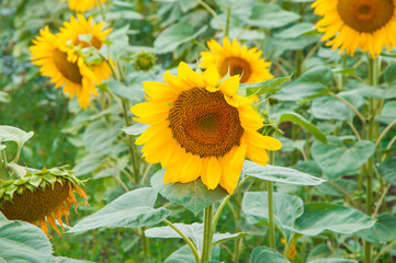 Obraz premium sunflowers on a green field. yellow flowers on a natural background. the concept of cooking sunflower oil.