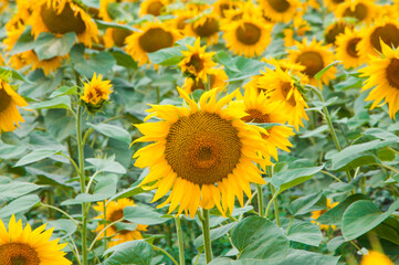 Fototapeta premium sunflowers on a green field. yellow flowers on a natural background. the concept of cooking sunflower oil.