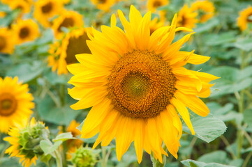 sunflowers on a green field. yellow flowers on a natural background. the concept of cooking sunflower oil.
