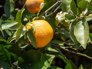 ripe fresh orange on a branch among the green foliage