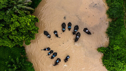 Aerial view asian elephant and Mahout enjoying bathing in river, Mahout bathe and clean asian...