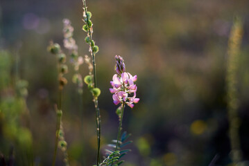 Pink lupine flower in the meadow