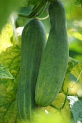 Cucumber (Cucumis sativus, timun, mentimun, ketimun) on the tree. Cucumbers grown to eat fresh are called slicing cucumbers