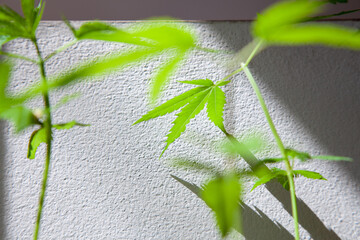 Cannabis seedlings in pots. Growing cannabis indoors residence is legal in Thailand. Cannabis freedom concept