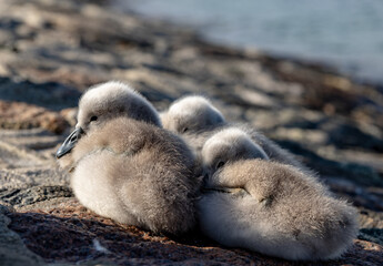 Obraz premium Cygnets of mute swans, cygnus olor