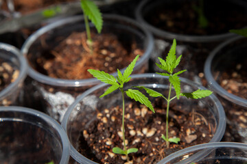 Cannabis seedlings in pots. Growing cannabis indoors residence is legal in Thailand. Cannabis freedom concept