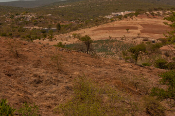 Dorado field planted with Agave succulent cactus plant from which Mezcal and Tequila are obtained...